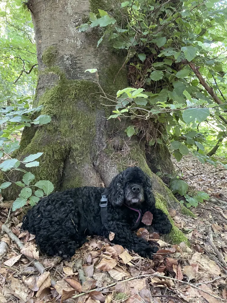 A beautiful walk and she chose this spot to just lie and enjoy for 15 minutes