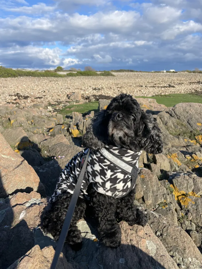 My cutest dearest friend and life companion. In Torekov on the nature reserve.