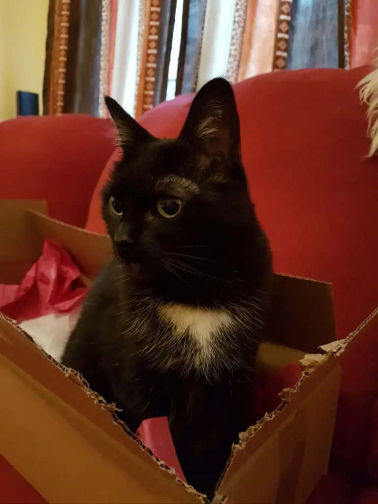 Jeder Pappkarton wurde zuerst von ihr in Beschlag genommen.