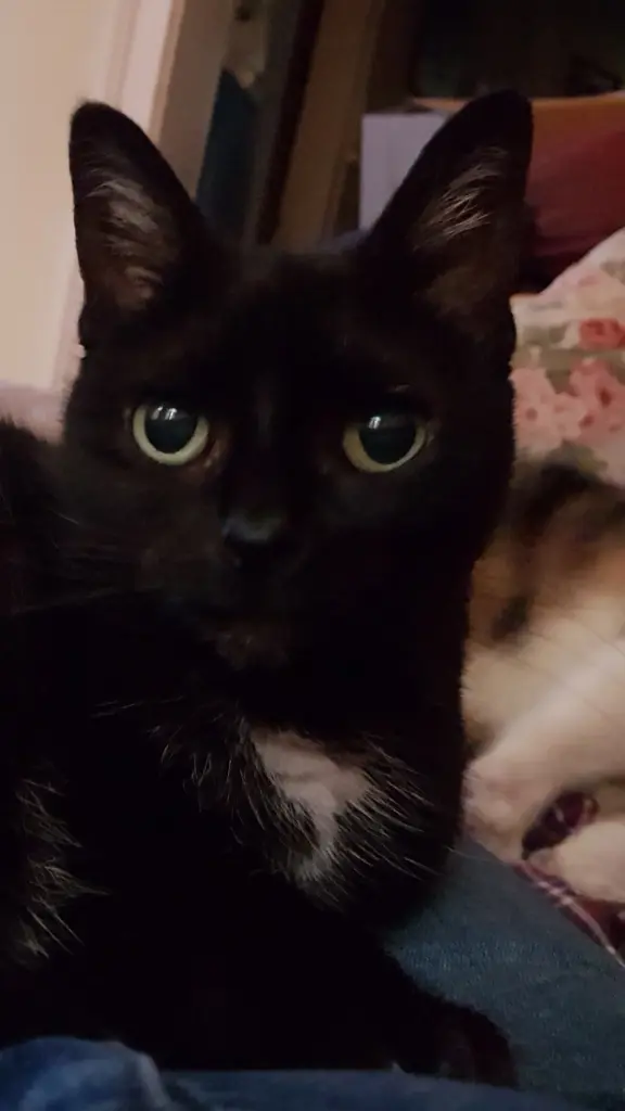 Oft saß sie auf meinem Schoß und genoss die Streicheleinheiten...