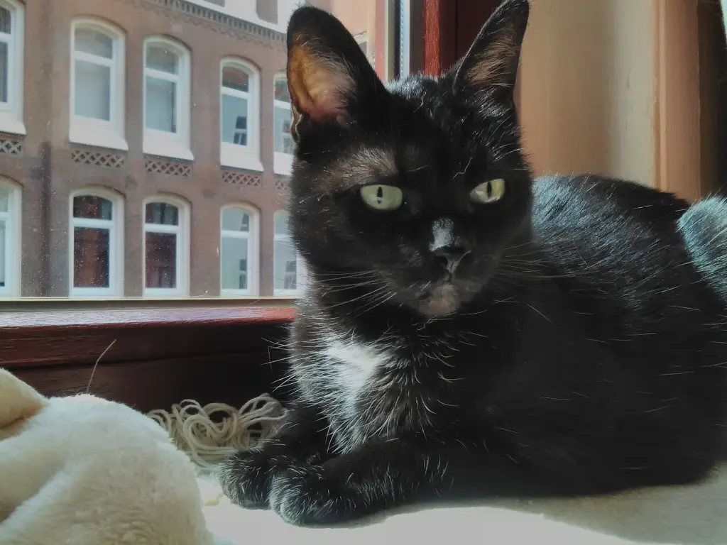 Sie liebte es auf der Fensterbank in der Sonne zu liegen.