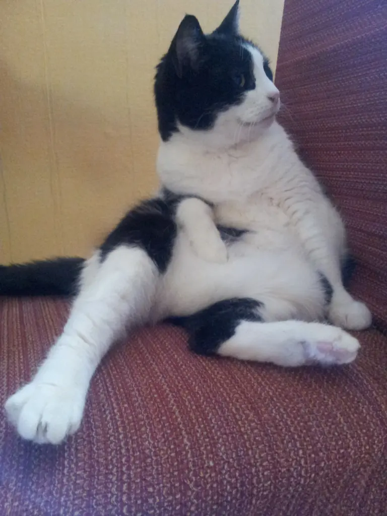 Condolence image of Ilse mit Fee und Minna im Herzen