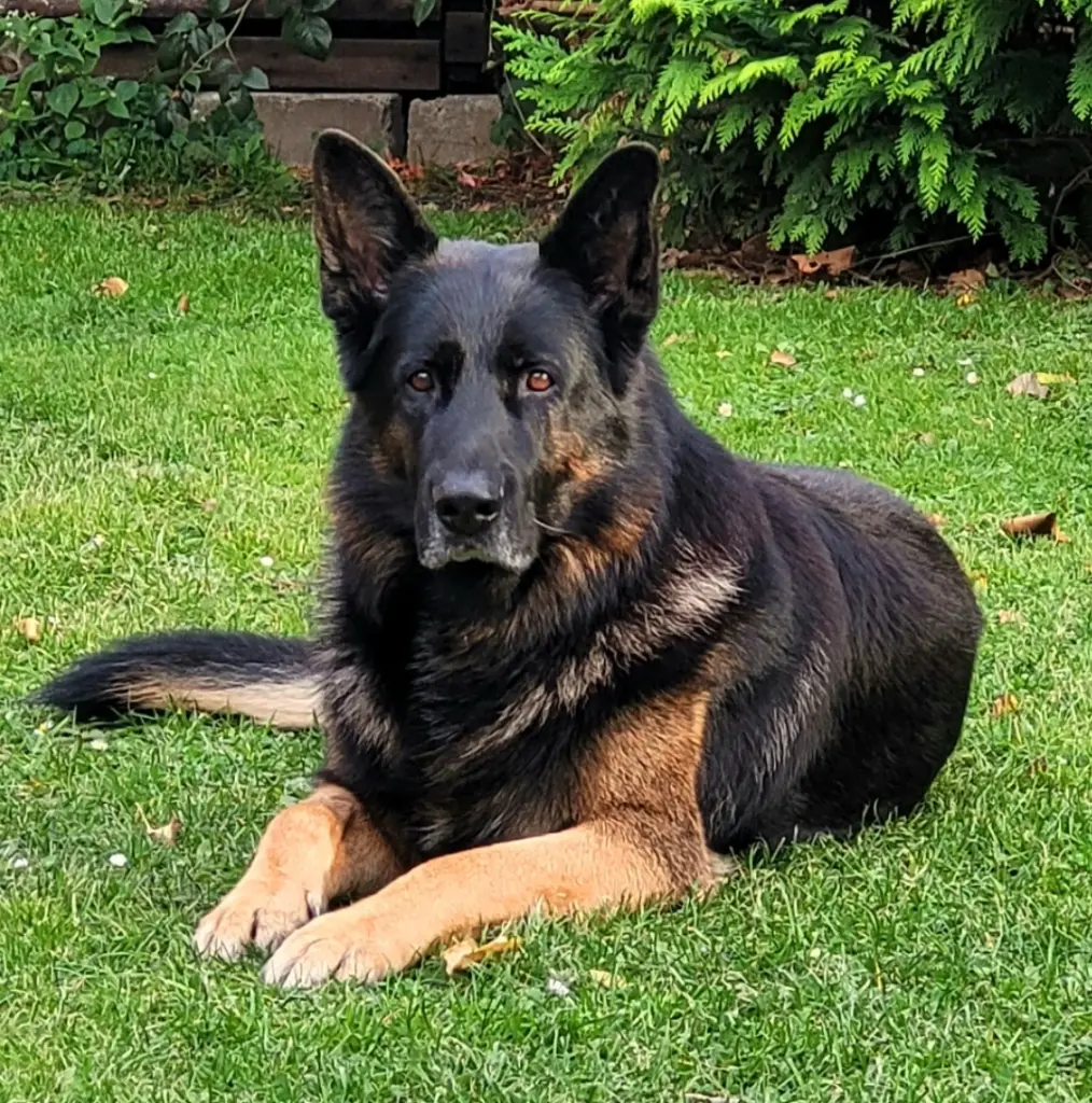 stolzer und zufriedener Junge in seinem Garten