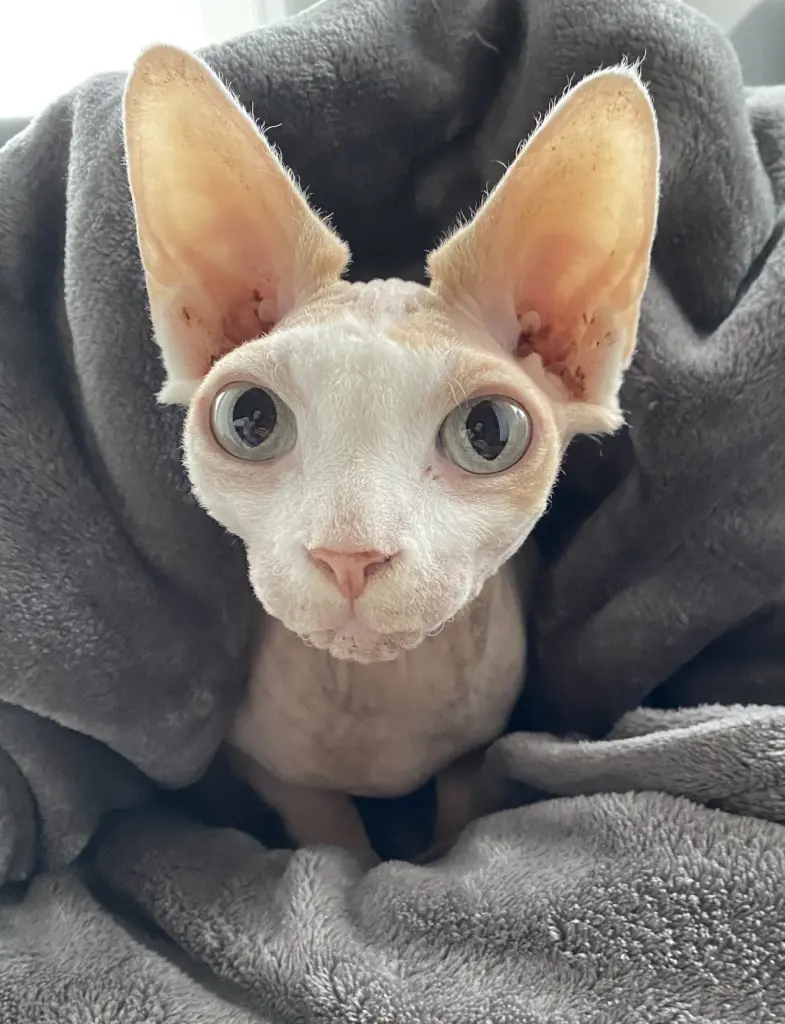 Luci ❤️