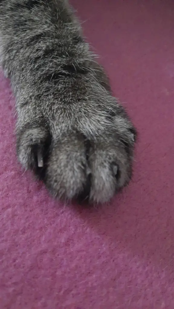 Bild von Maja