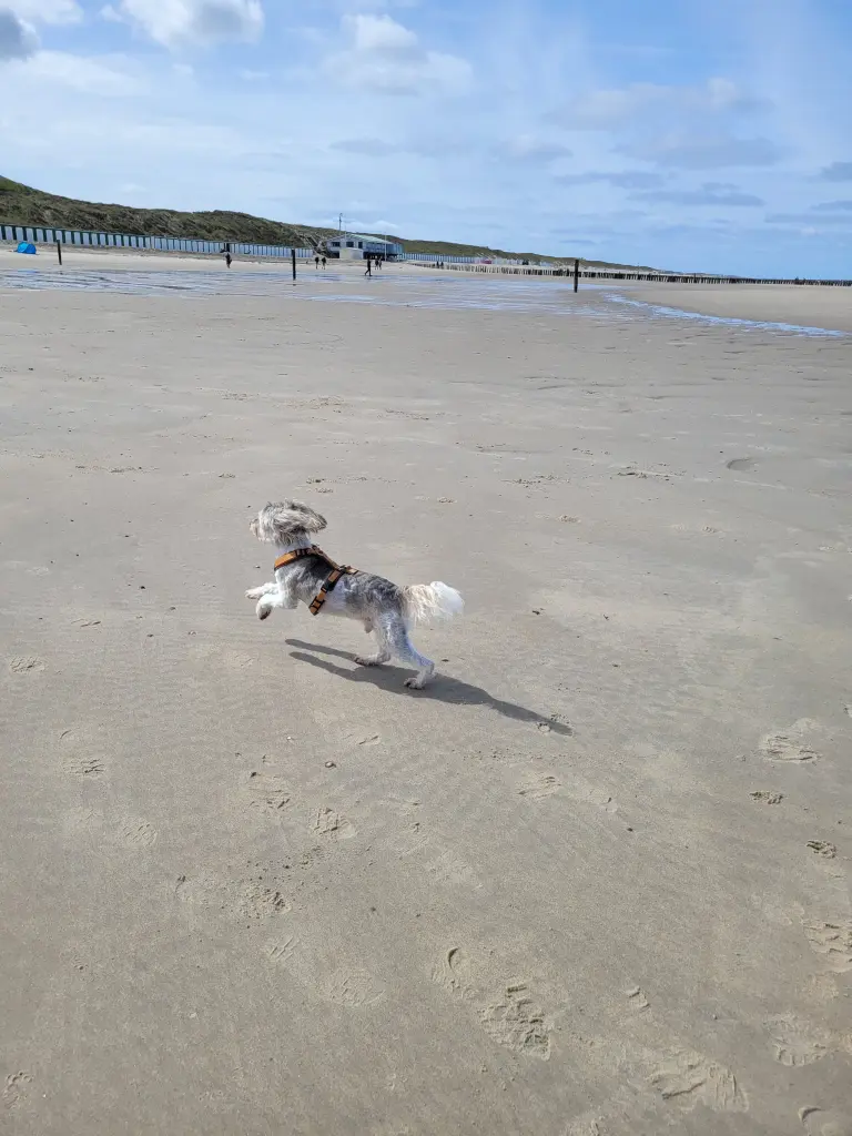 Image from Yoshi