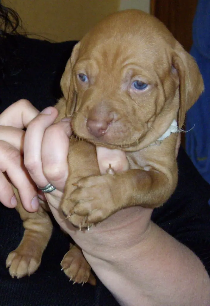 Maya mit 4 Wochen <3