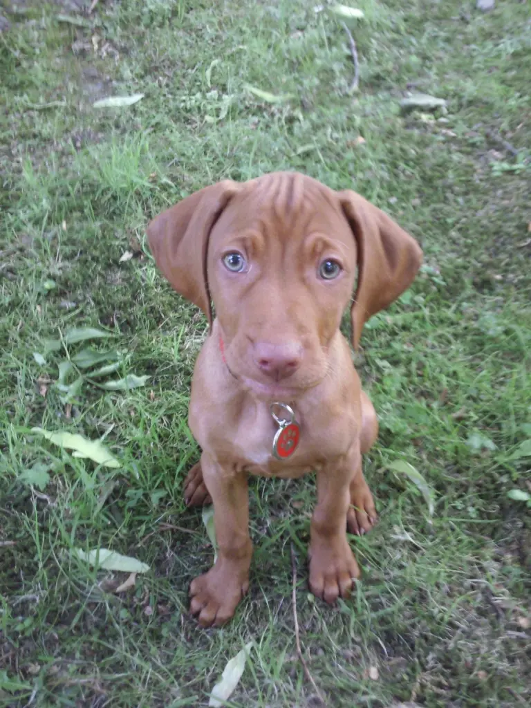 Maya mit 12 Wochen <3