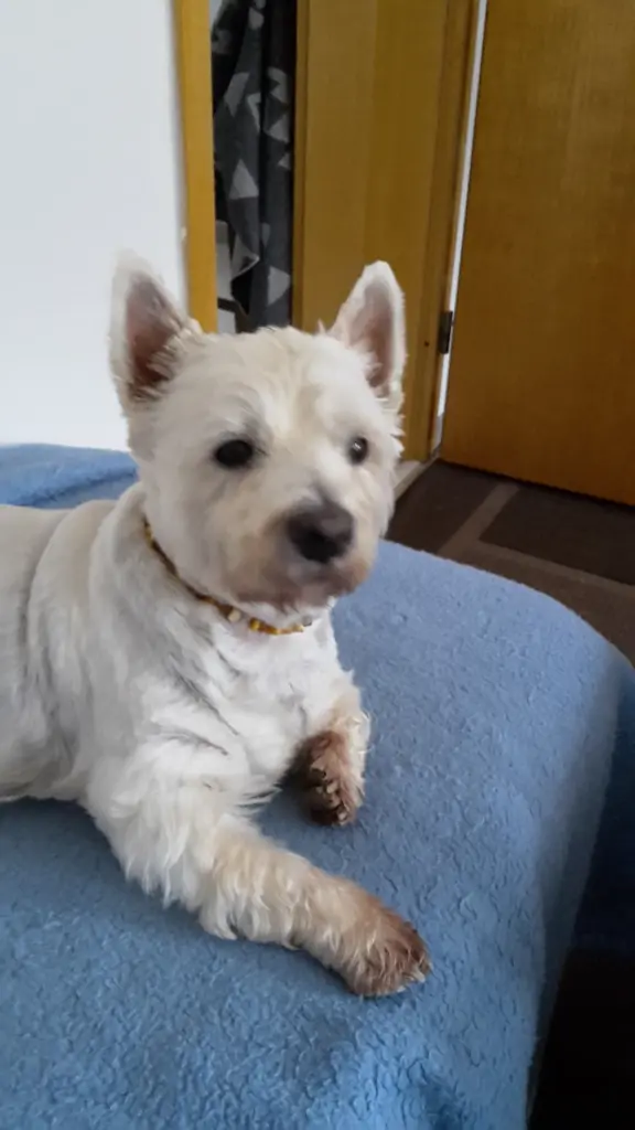 Condolence image of Hannelore mit Flocke im Herzen