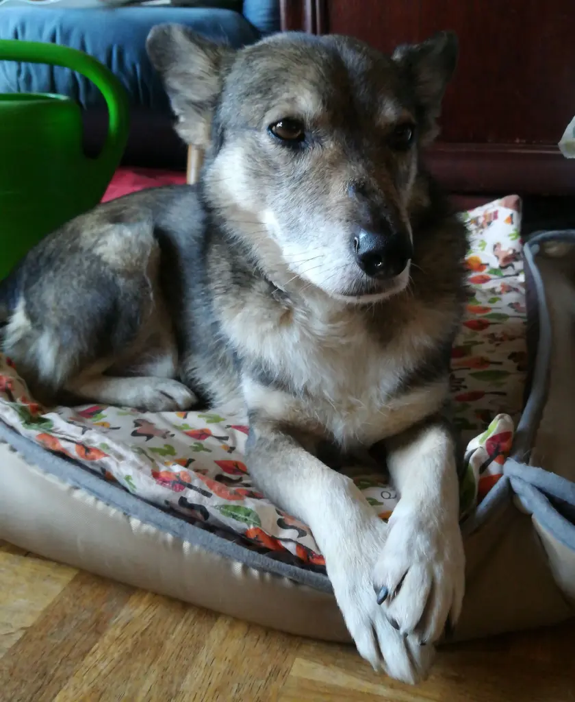 Condolence image of Regina mit Joschi