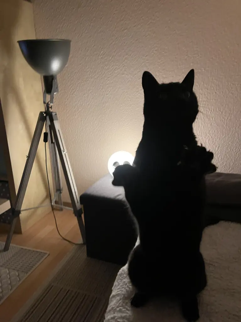 Feivel der Schmusebär