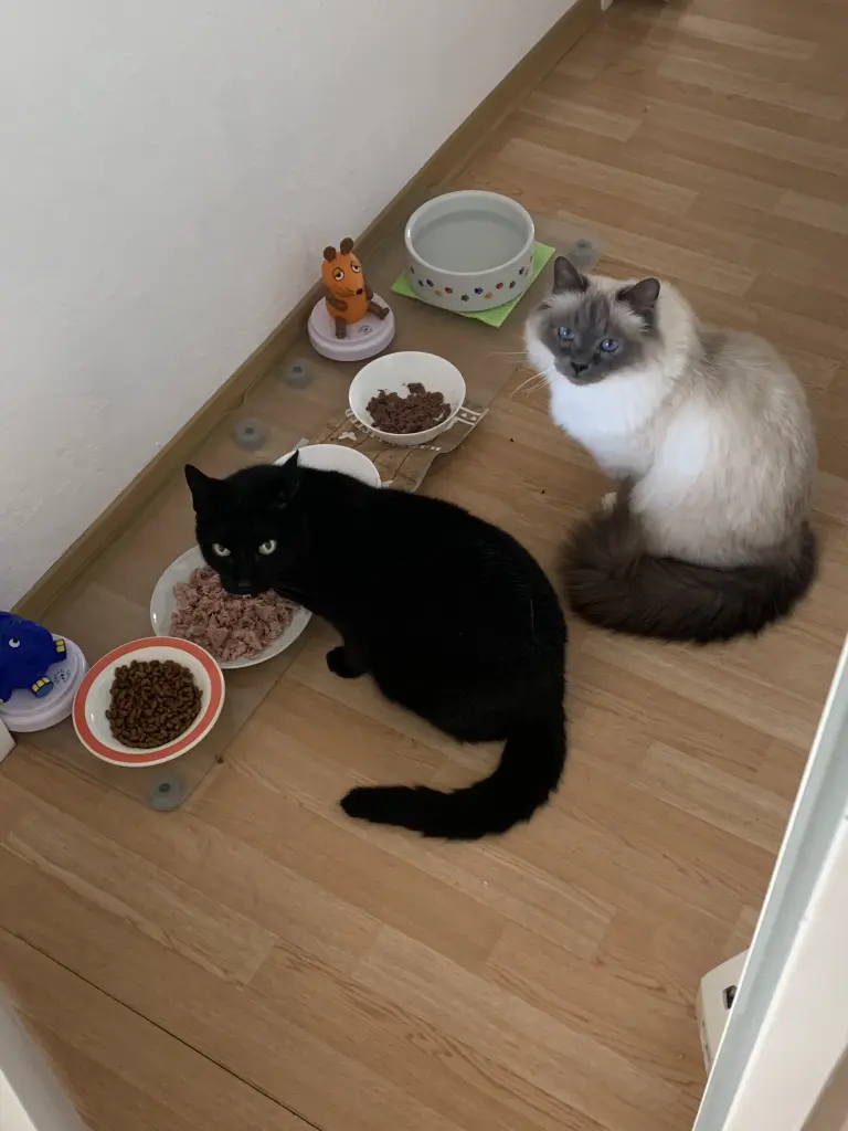 Feivel mit seinem Ziehsohn  beim Essen