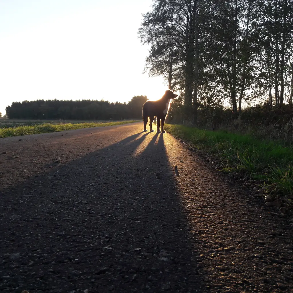 Mein Licht und Beschützer in dunklen Zeiten.