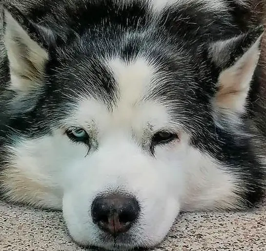 Bild von Nooki(Anook)