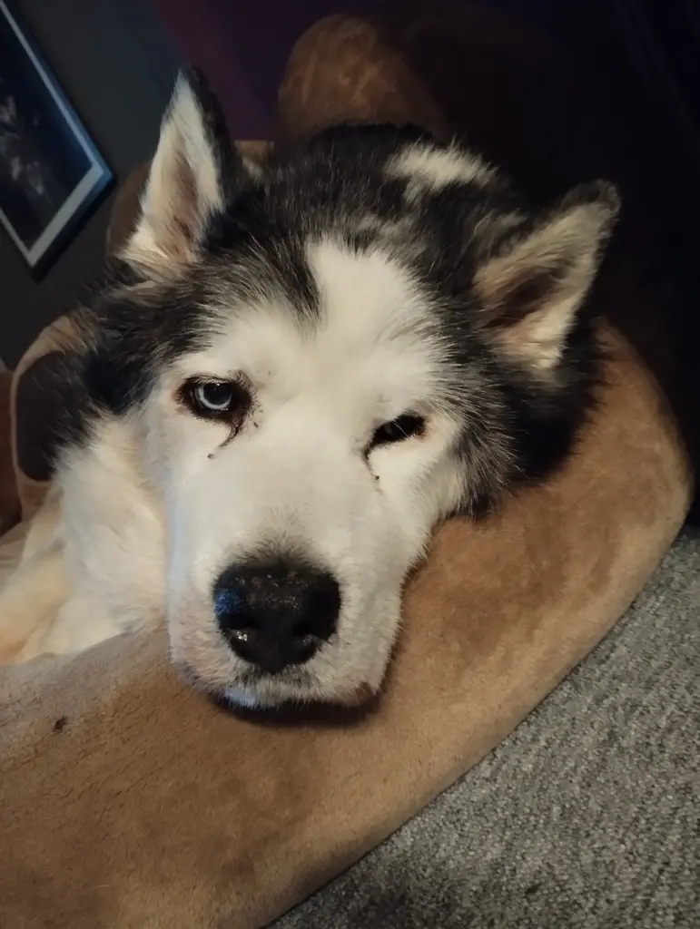 Bild von Nooki(Anook)