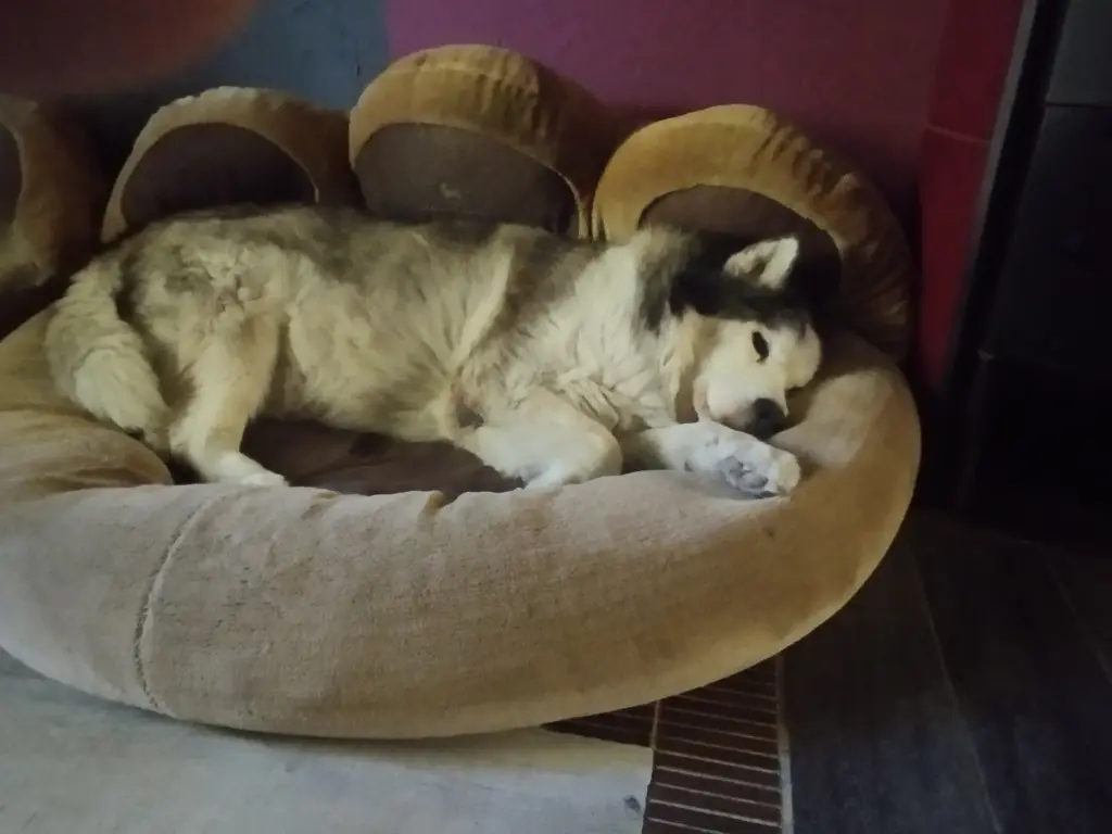 Bild von Nooki(Anook)