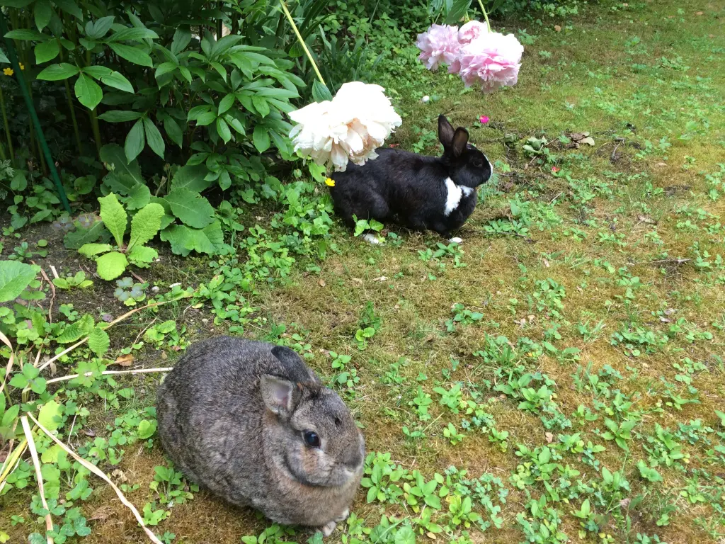 Condolence image of Drina mit Jasper im Herzen