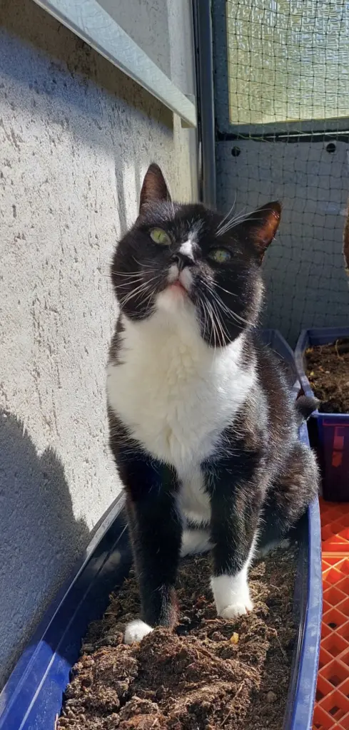 Die Sonne genießen auf ihrem geliebten Balkon.