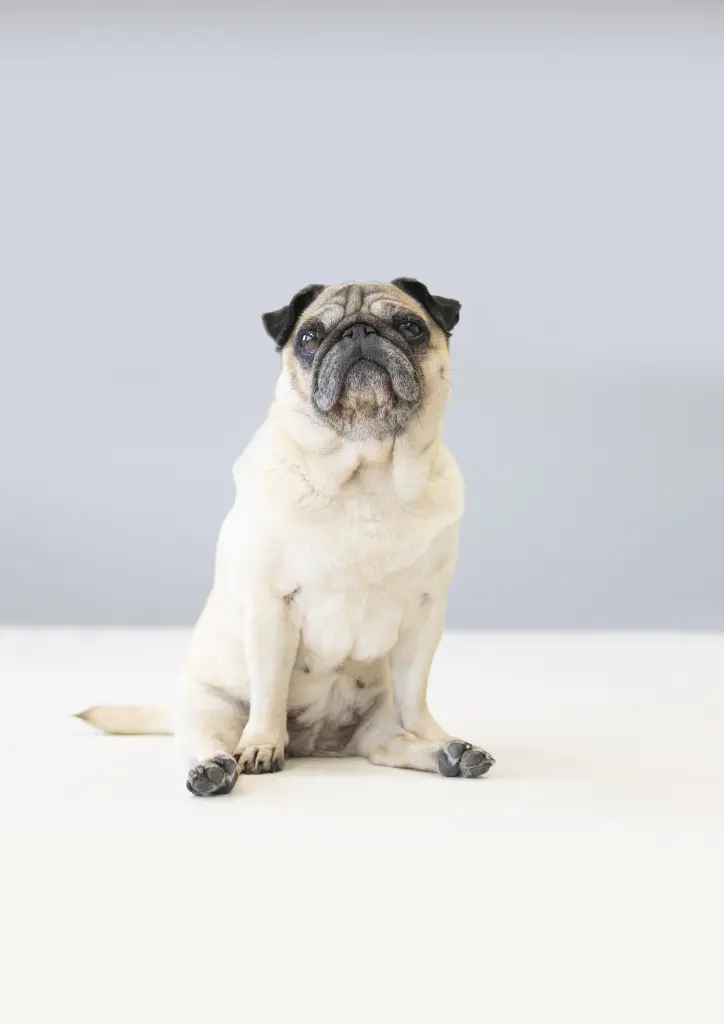 Condolence image of Siri Mops