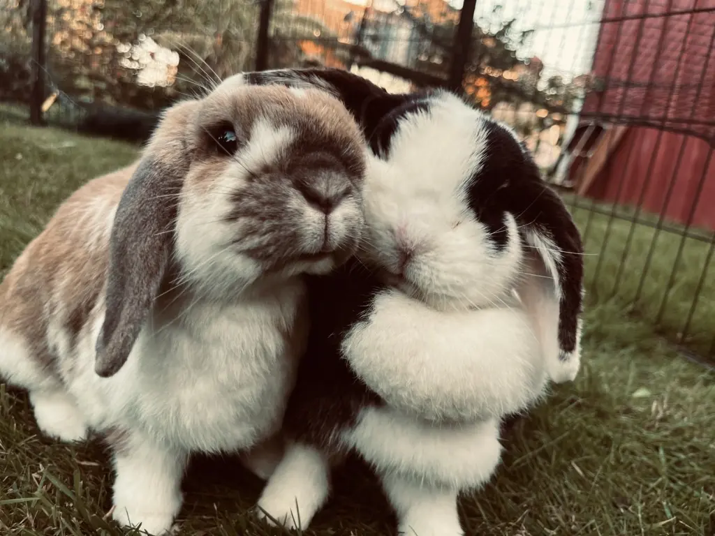 Ewige Liebe