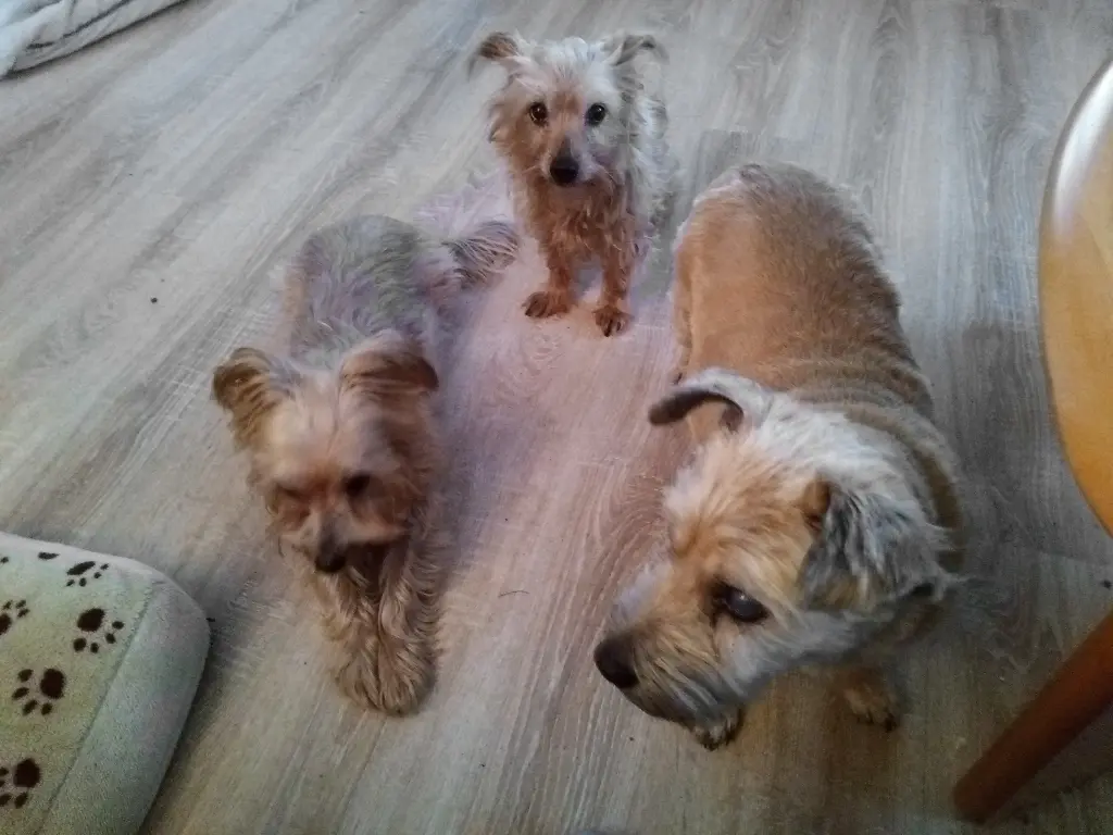 Du mit deiner Schwester +Nelly und +Foxy, wir vermissen euch so sehr.