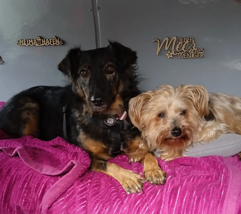 Smilla und du mein Engel
