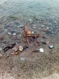 ...du bist so gerne ins Wasser gesprungen.