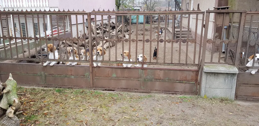 Seine Herkunft. Mein Mann wollte mir einen Hund schenken.