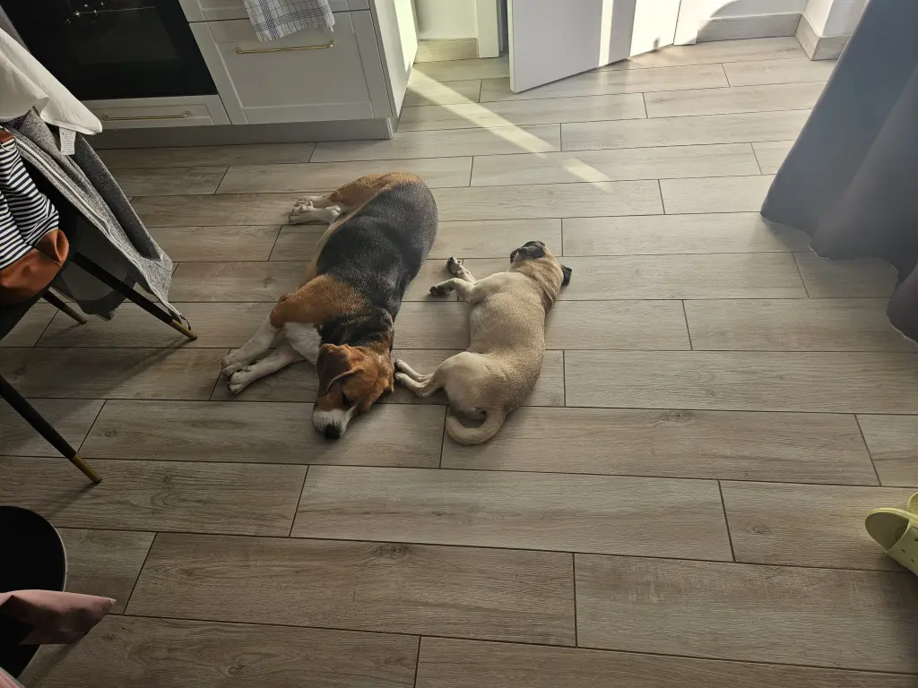 Mit Kumpel Woody in Kroatien.