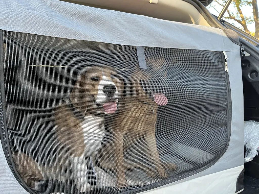 Ein Herz und eine Seele mit Shiva, die ihn so sehr sucht