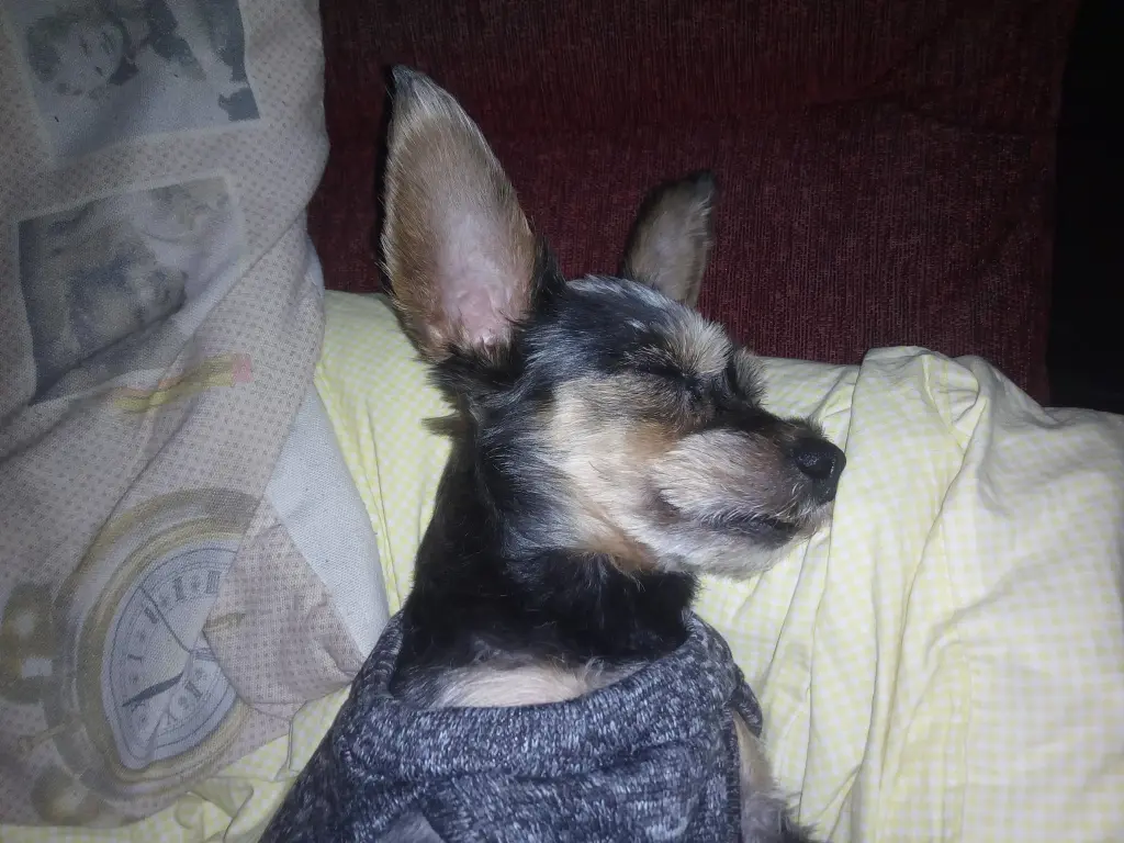 Image from Momo