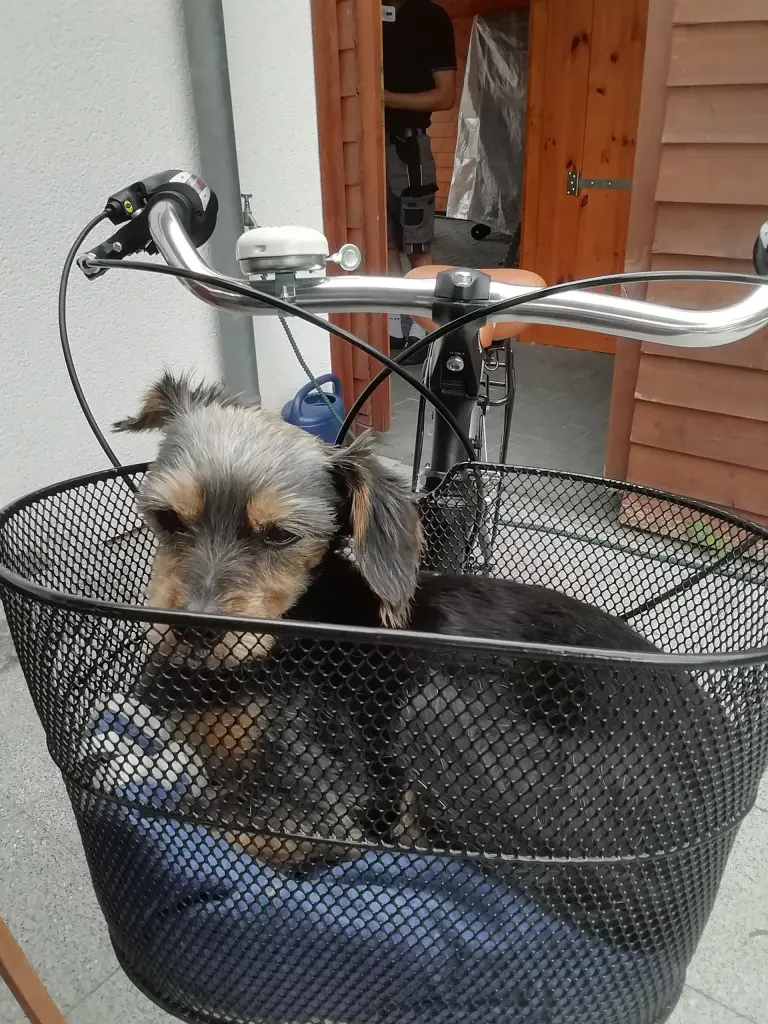 Image from Momo