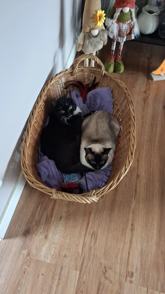 Balu vermisst dein Popöchen