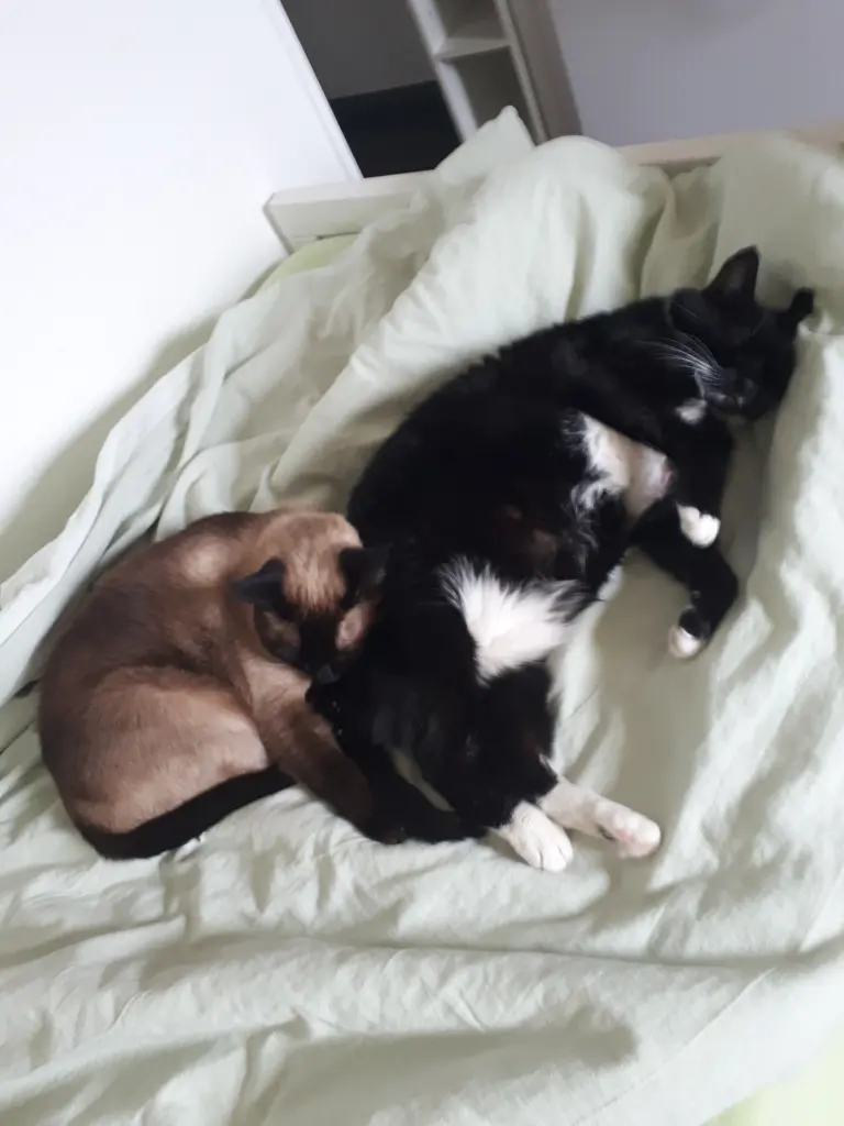 Danke, dass du Balu so angenommen hast