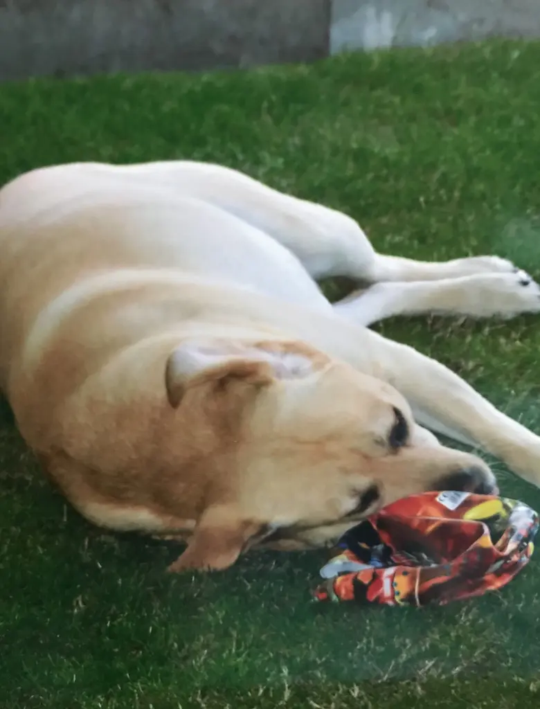 Condolence image of Elzbieta mit Max im Herzen 