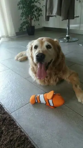 Condolence image of Micha mit Cäsar im Herzen