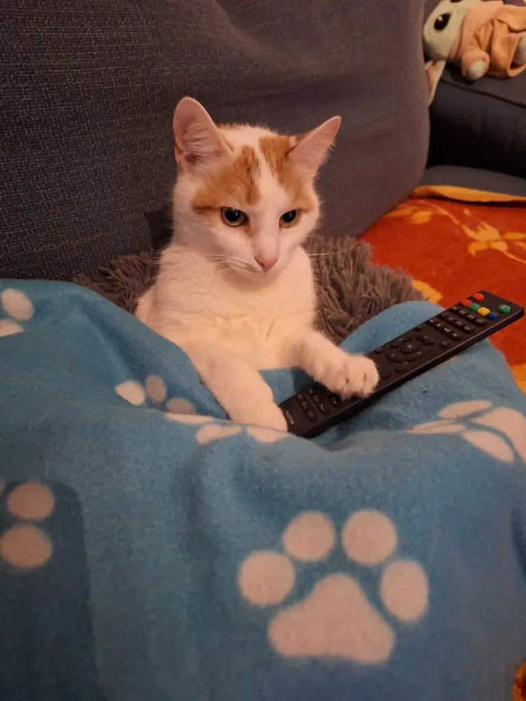 Die kleine Fernseheule