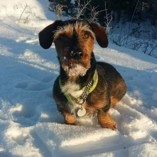 Image from Oskar
