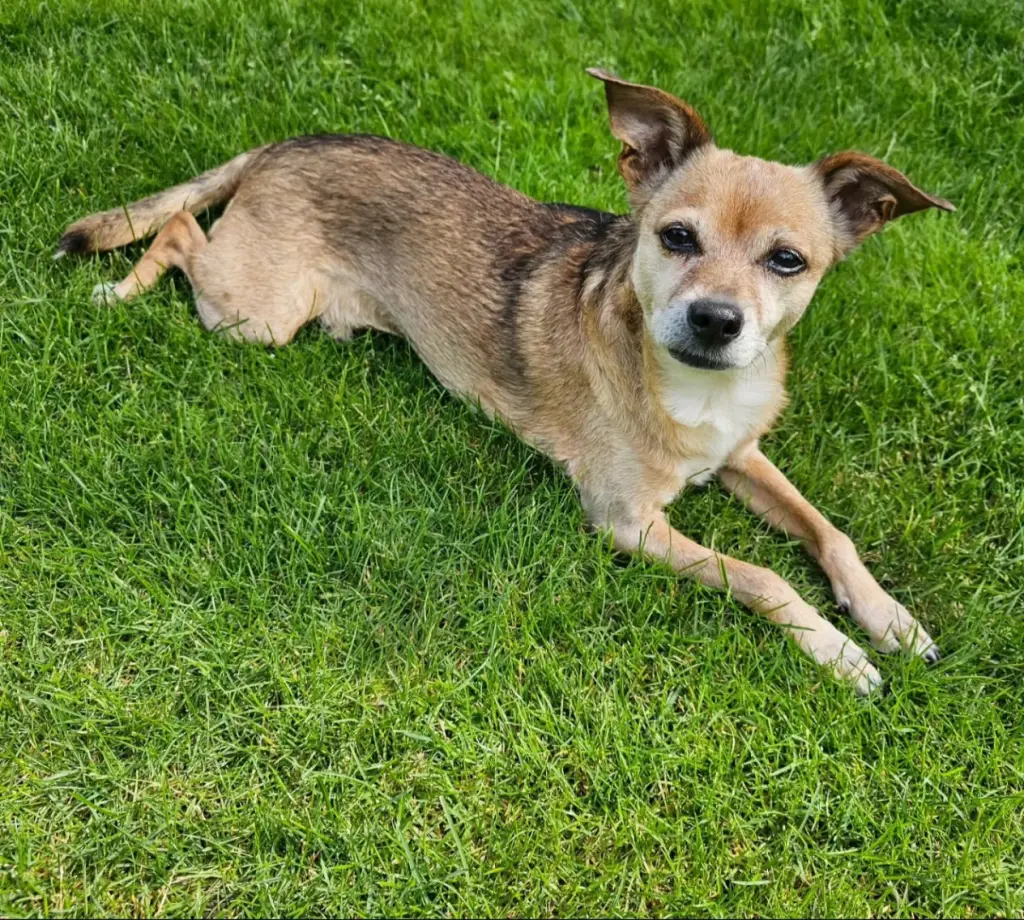 Andachtsbild von Stephan