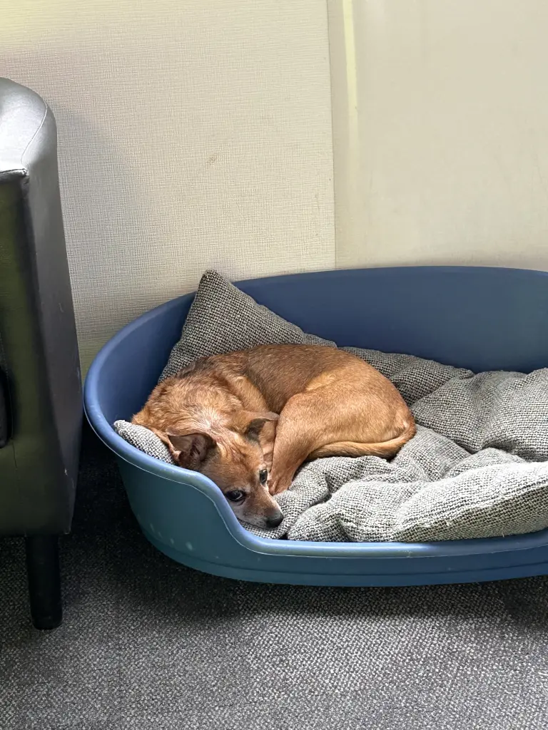 Andachtsbild von Vivi