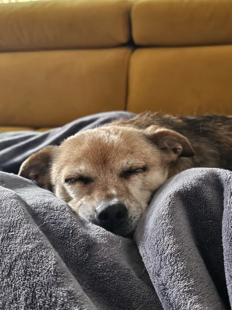 Lieblingsbeschäftigung Nr. 2: Schlafen... Am liebsten auf der Couch.