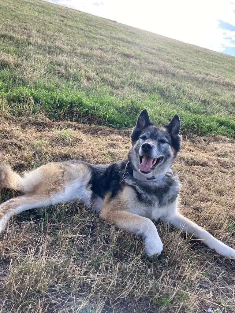 Mäuse jagen ist anstrengend