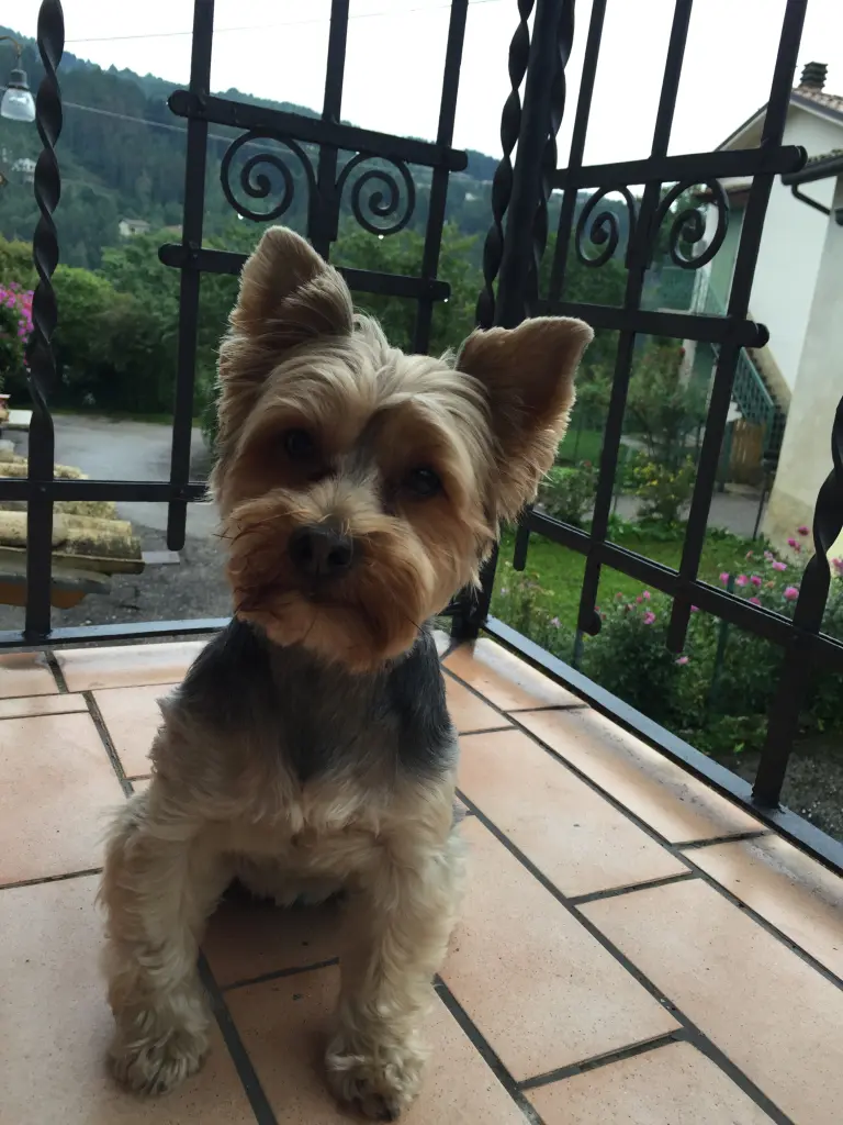 Image from Daisy