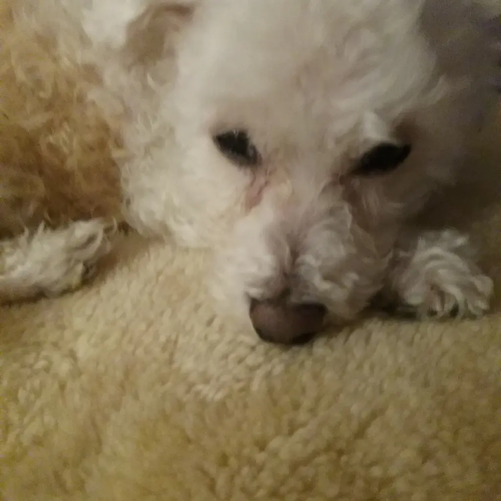 Image from Odie