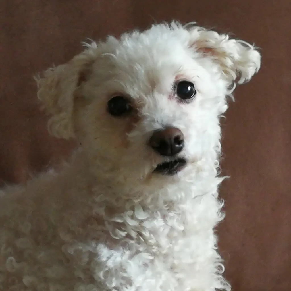 Image from Odie