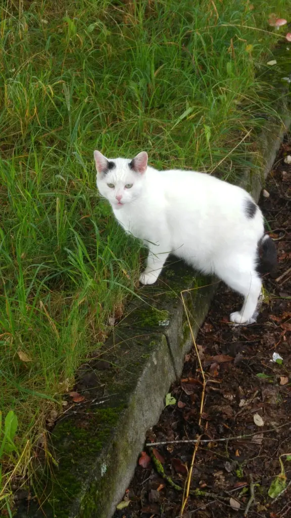 Ständiger Begleiter