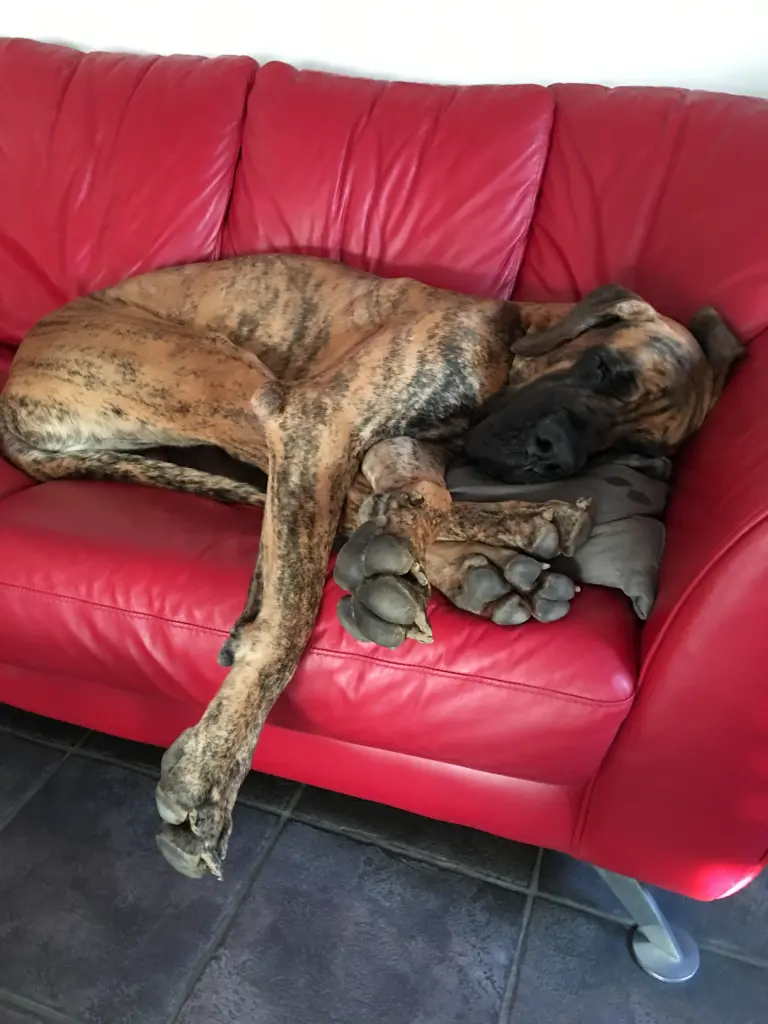 Doggen-Yoga unseres sanften Riesen