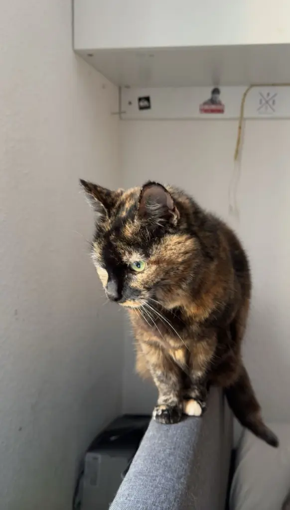 Unsere schöne Feli❤️