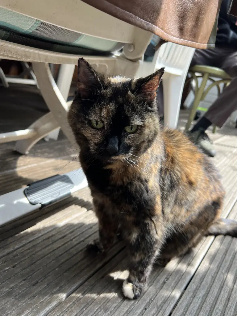 …die linke Pfote war wie in Mehl getaucht…