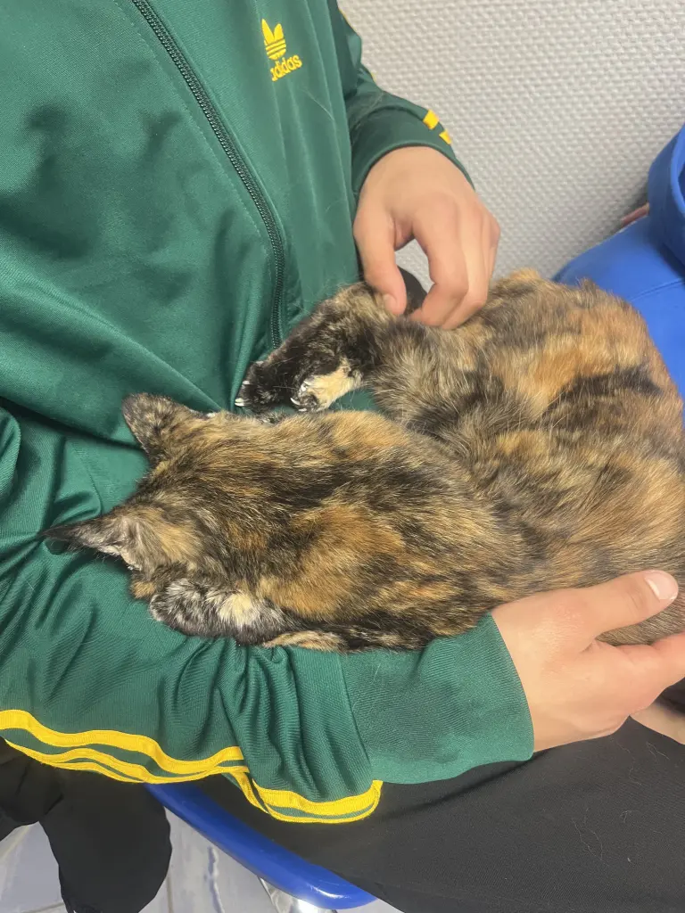 Der Weg ins Regenbogenland… unsere Glückskatze war nicht allein…